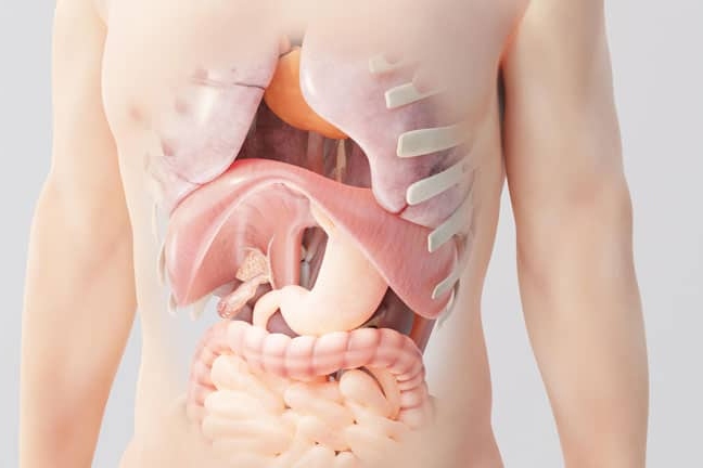 This is a 3D render of the human body, showing see-through of the skin into the internal organs like the diaphragm, liver and others.